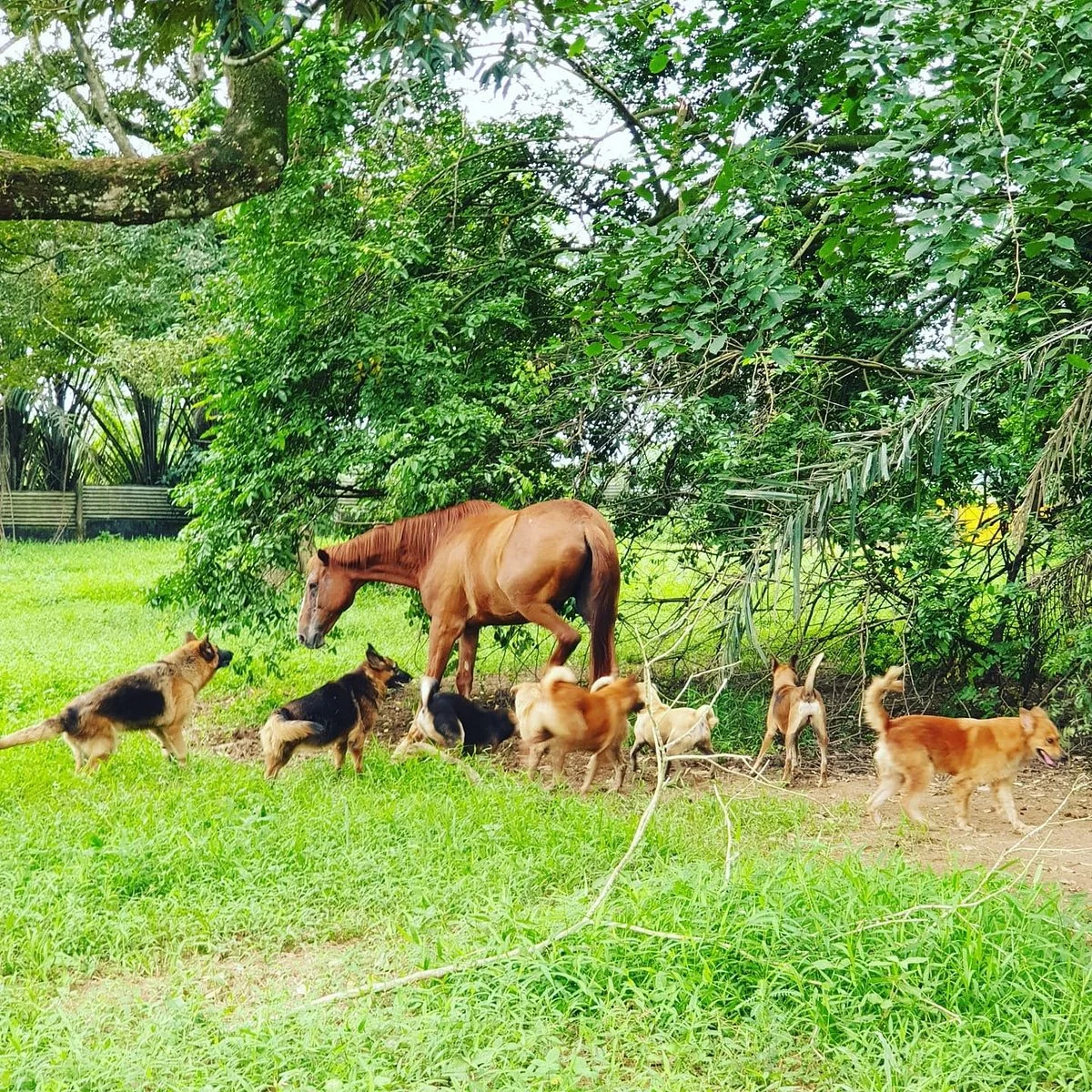 Noah's Ark Natural Animal Sanctuary