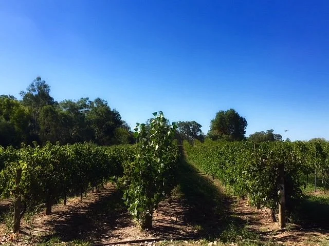 John Gehrig Wines
