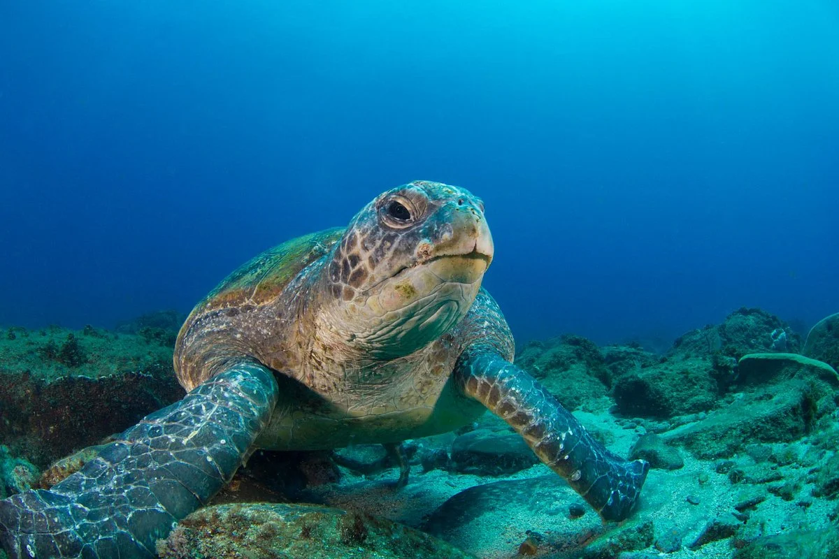 Sporty's Scuba Diving