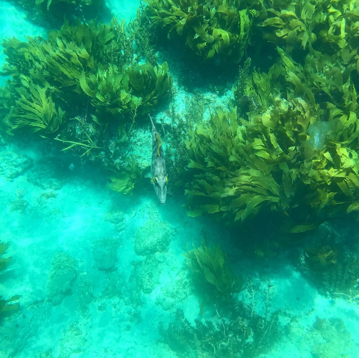 The Octopus Hideaway