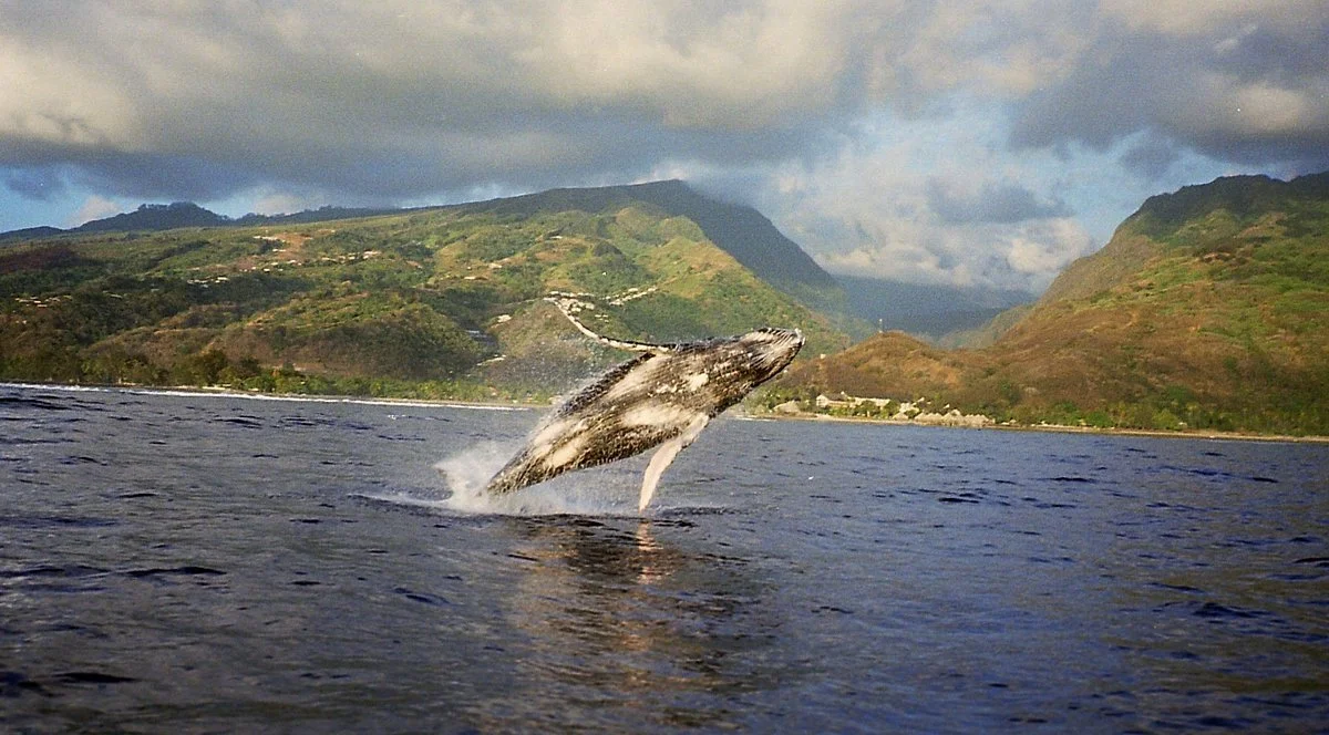 Tahiti Dream Tours