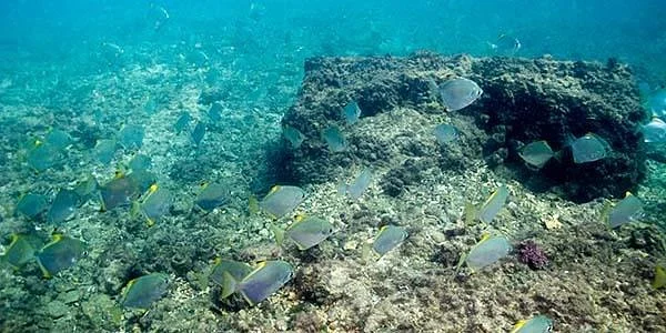 Brisbane Dive Academy