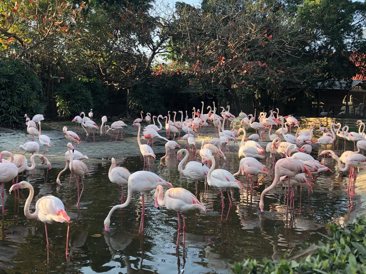Wanpi World Safari Zoo