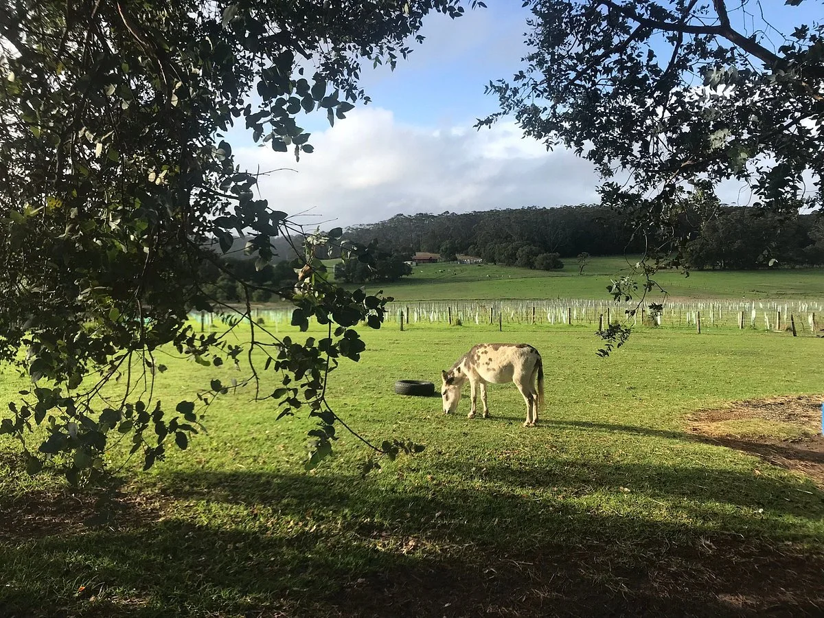 Monkey Rock Winery