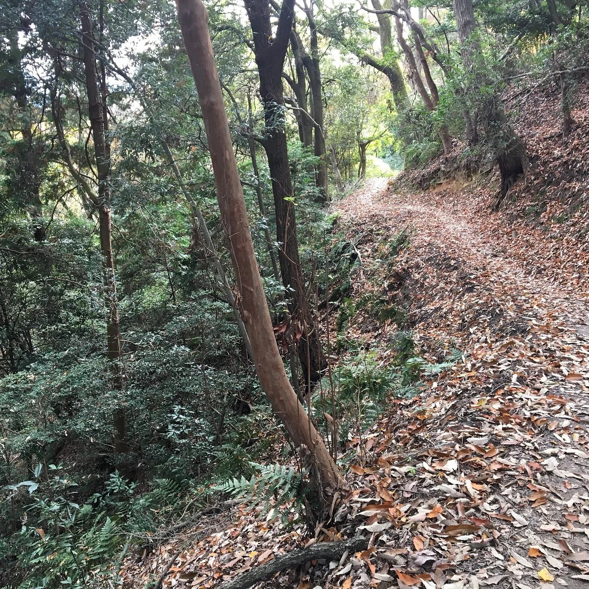 Yata Hill Promenade
