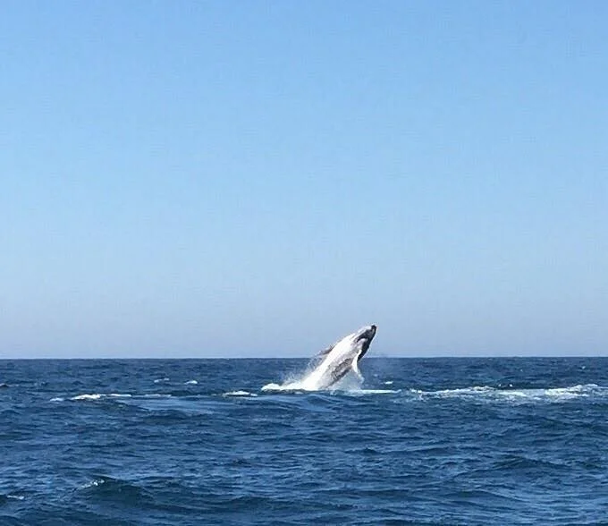 Sydney Whale Watching