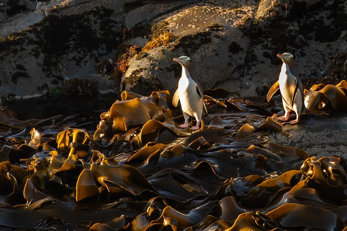 Catlins Tours