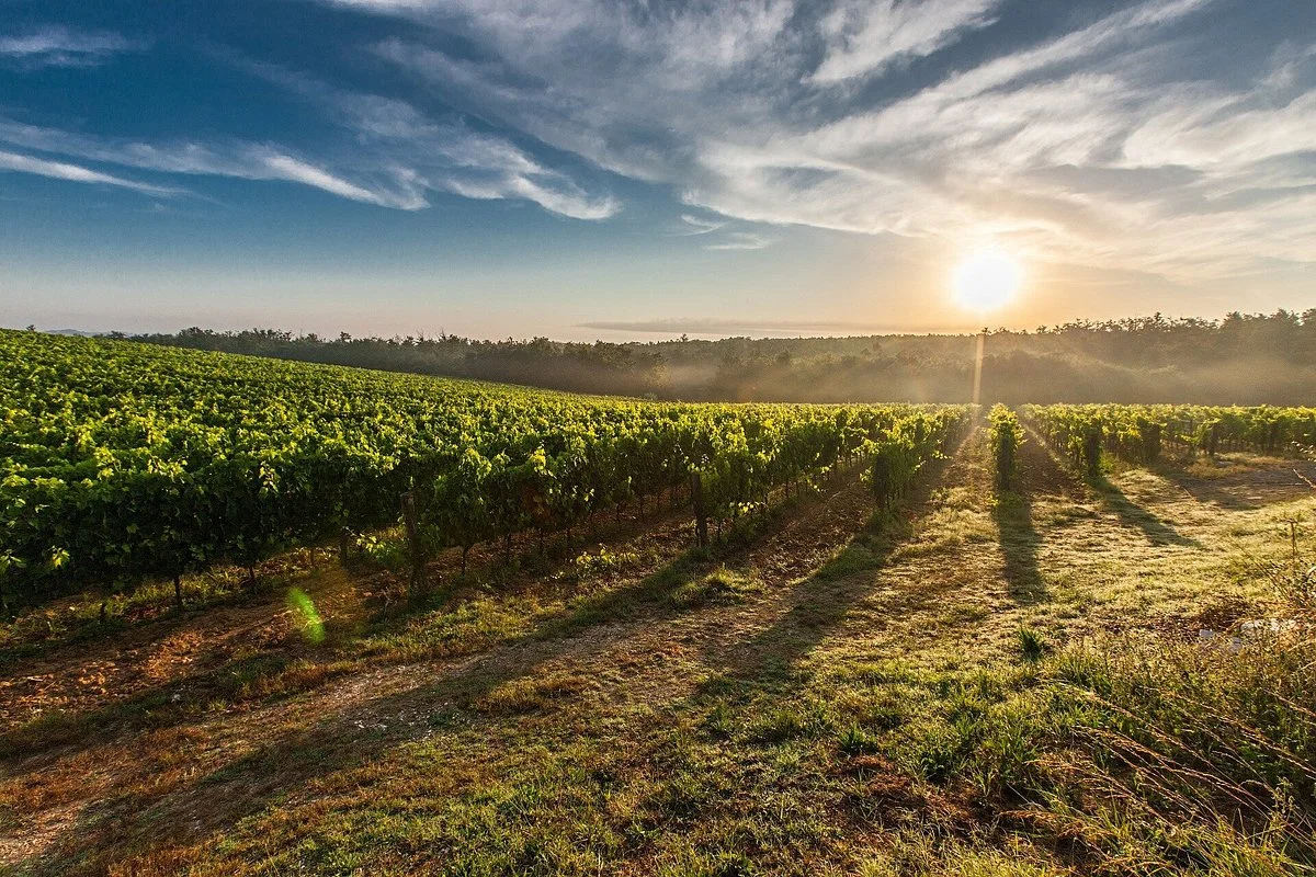 Hunter Valley Prestige Wine Tours