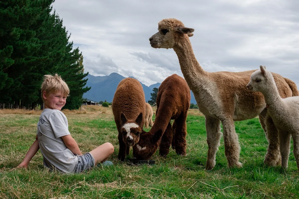Kepler Mountain View Alpacas