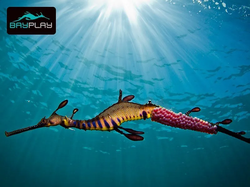 Bayplay-Snorkel with Seadragons Tour