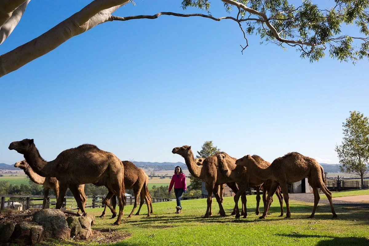 Camel Milk NSW