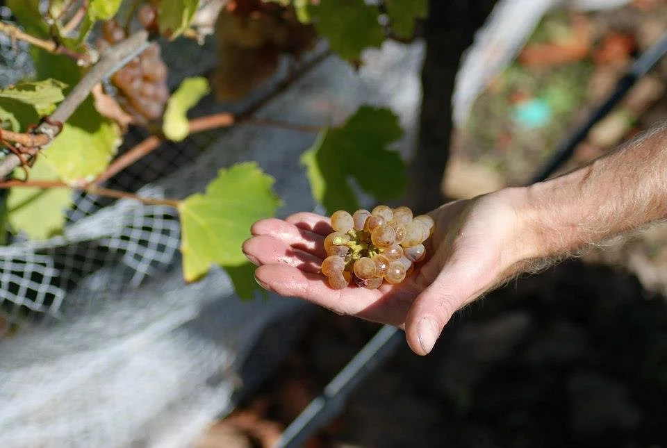 Winery Tour at Ash Ridge