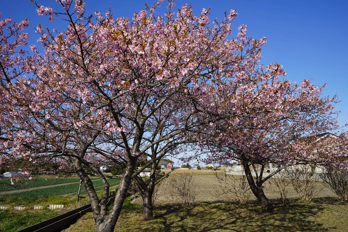 Shirakocho Hana no Hiroba
