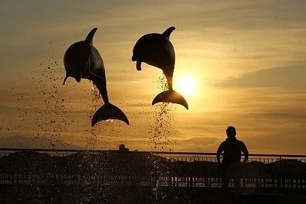 Dolphin Park