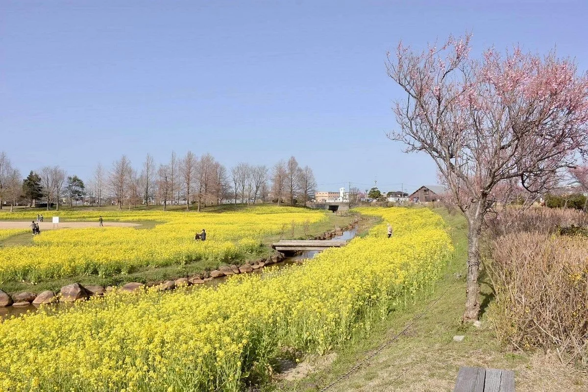Okozu bunsui Sakura Park
