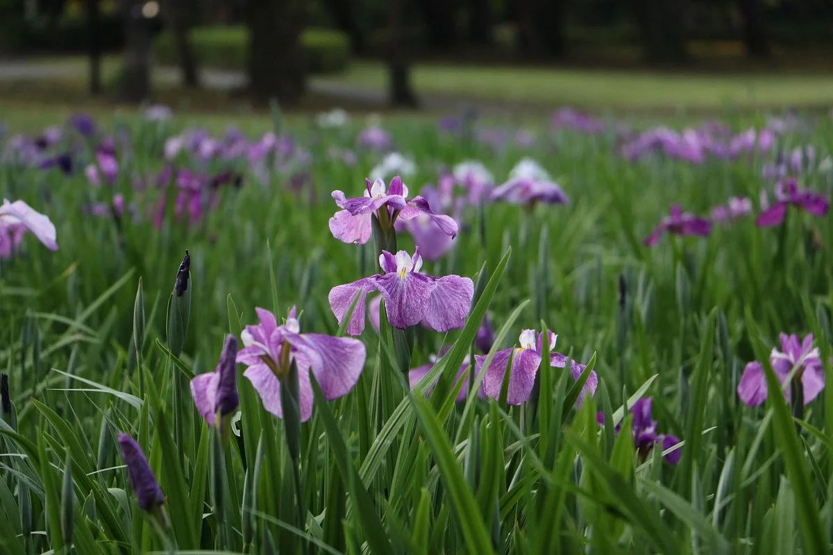 Awakigaharashinrin Park, Shimin no Mori