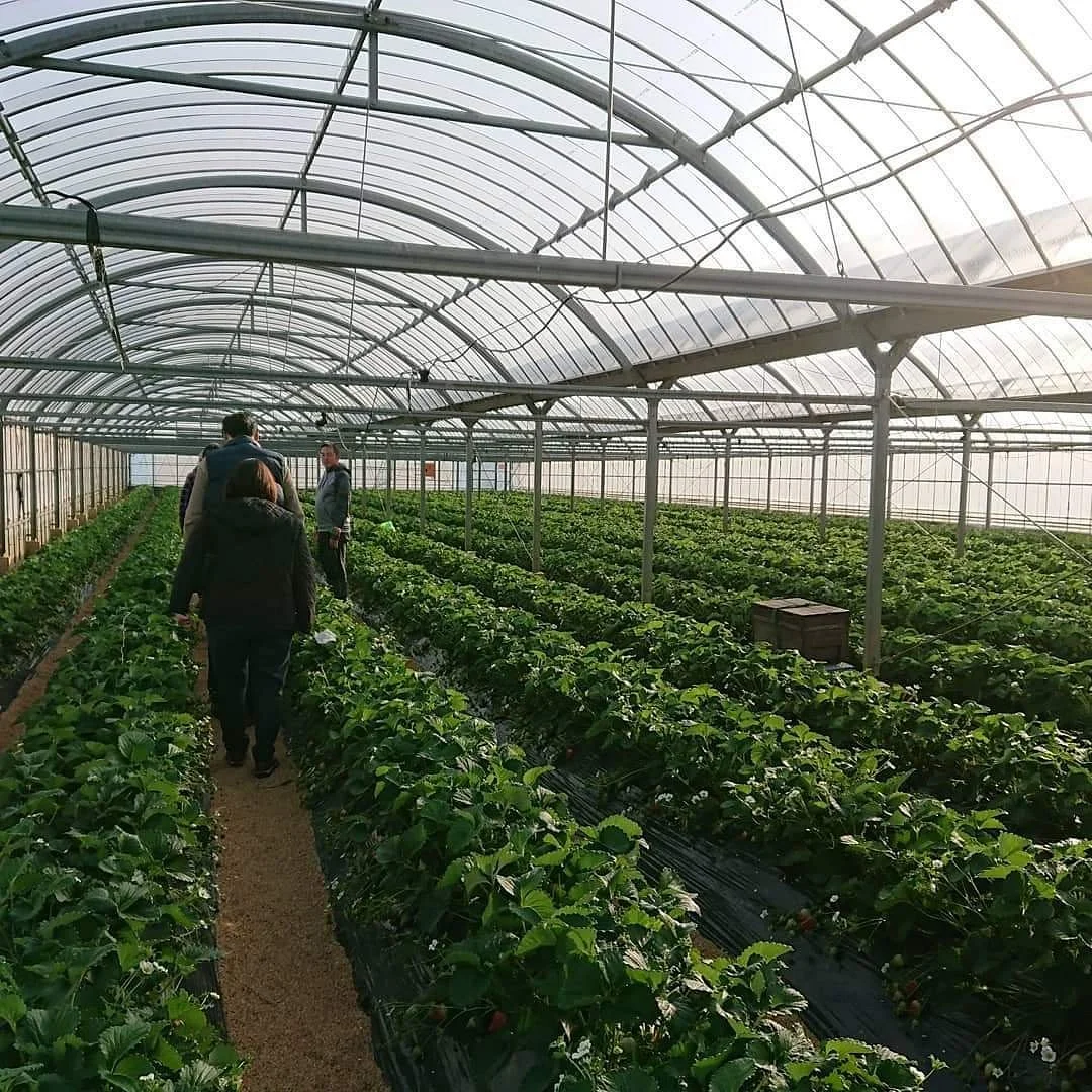 Kato Farm
