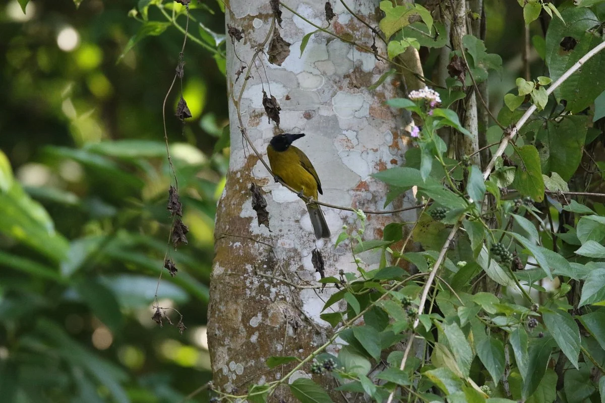 Bura-Chapori Wildlife Sanctuary