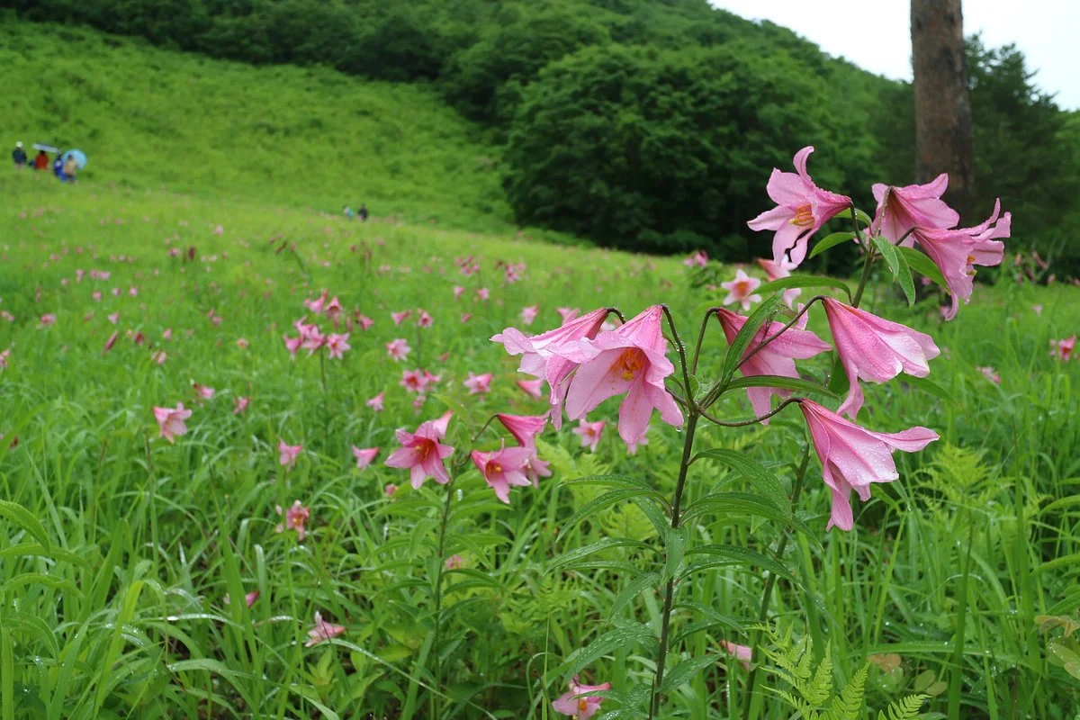 Takashimizu Shizen Koen