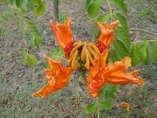 Dokmai Garden