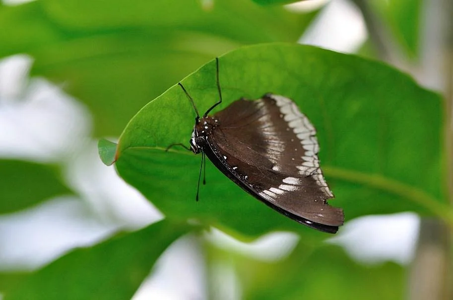 Butterfly Complex Center