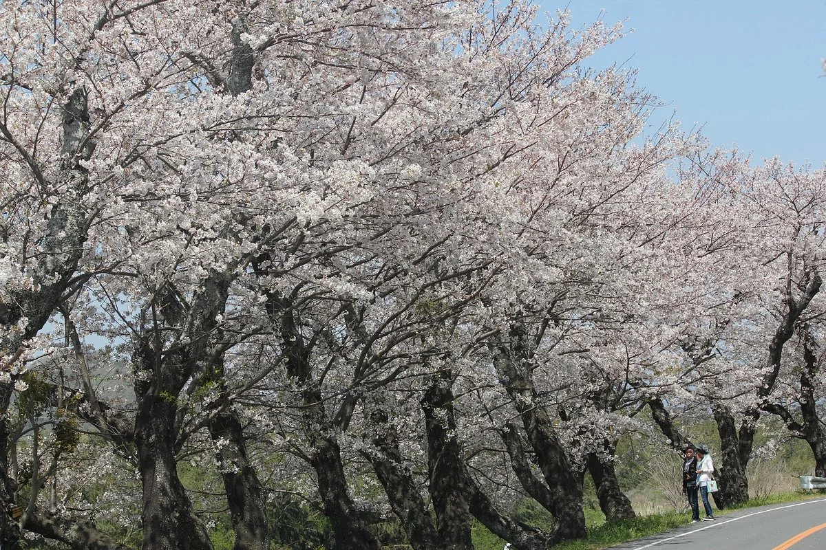 Kanogawa Sakura Park