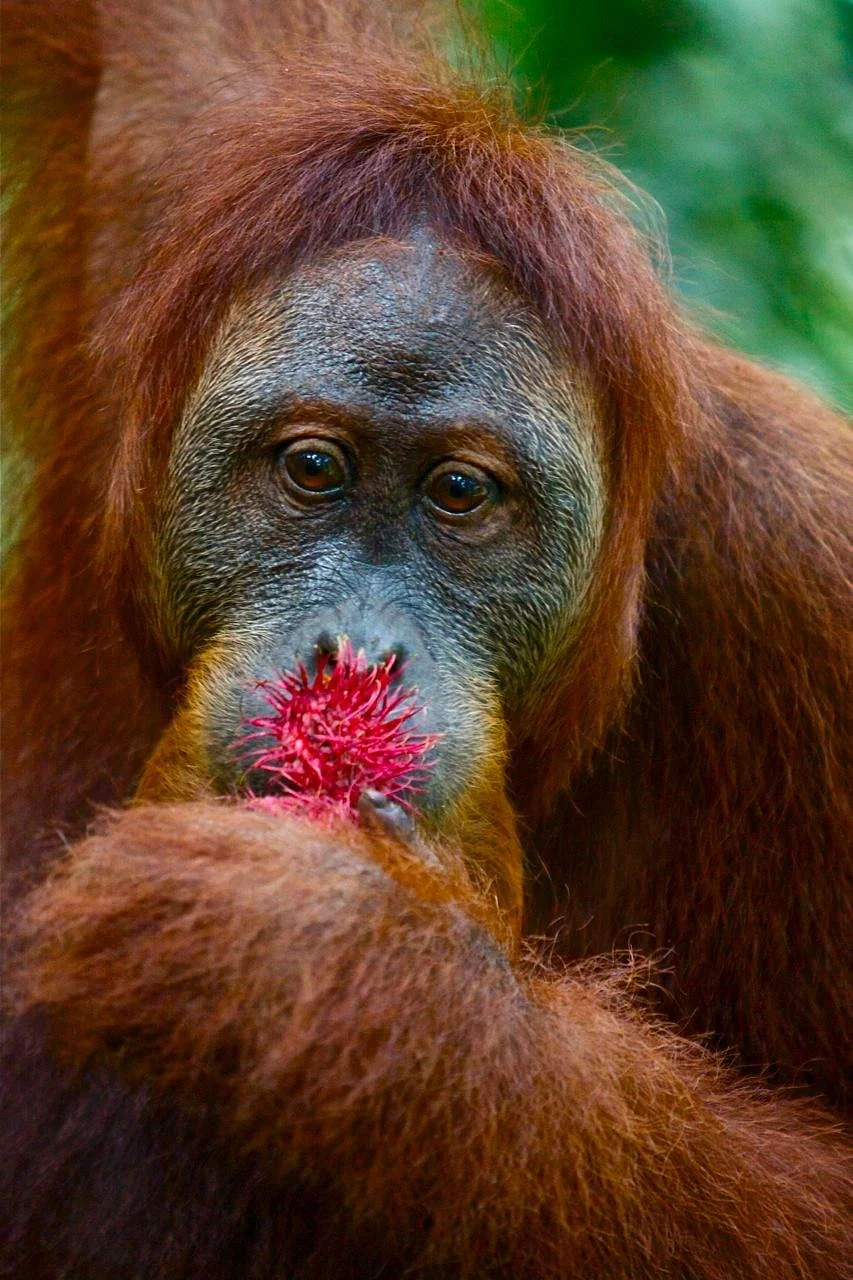 Bukit Lawang Jungle Trekking