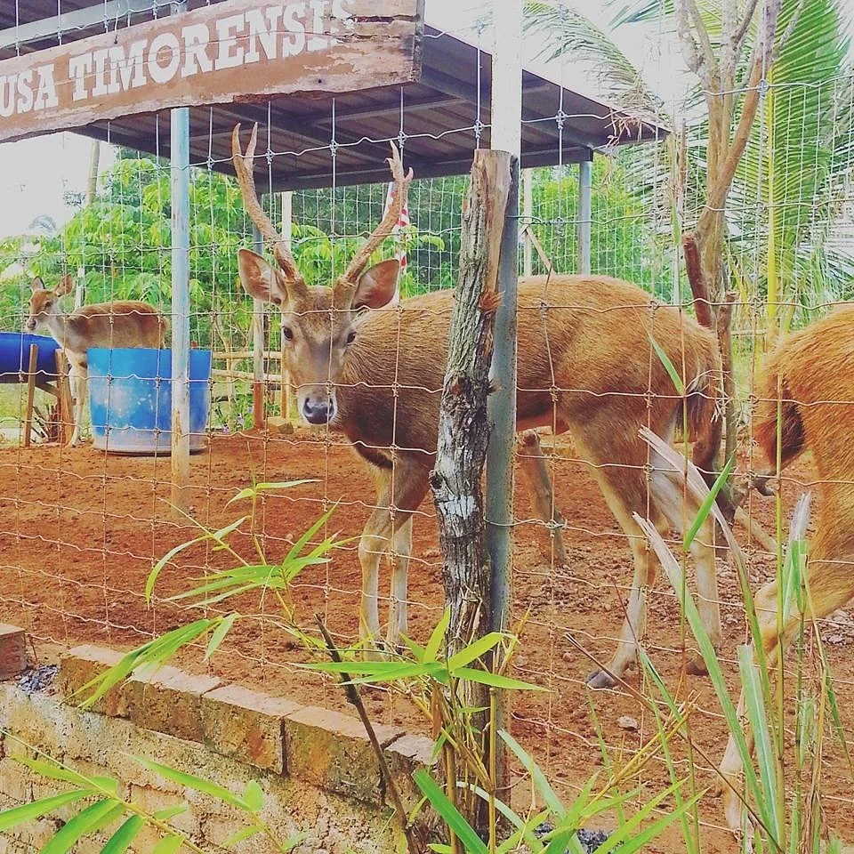 Afia Deer Farm