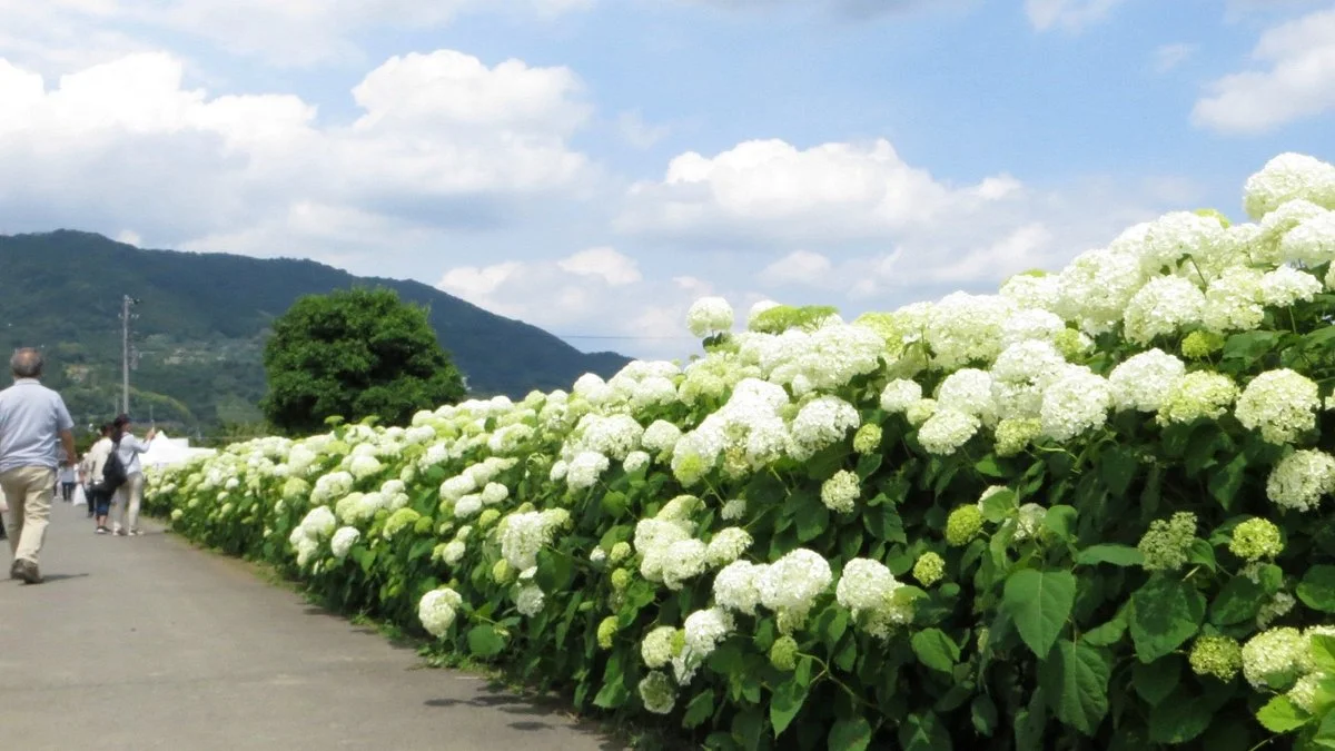 Kaisei Hydrangea Matsuri