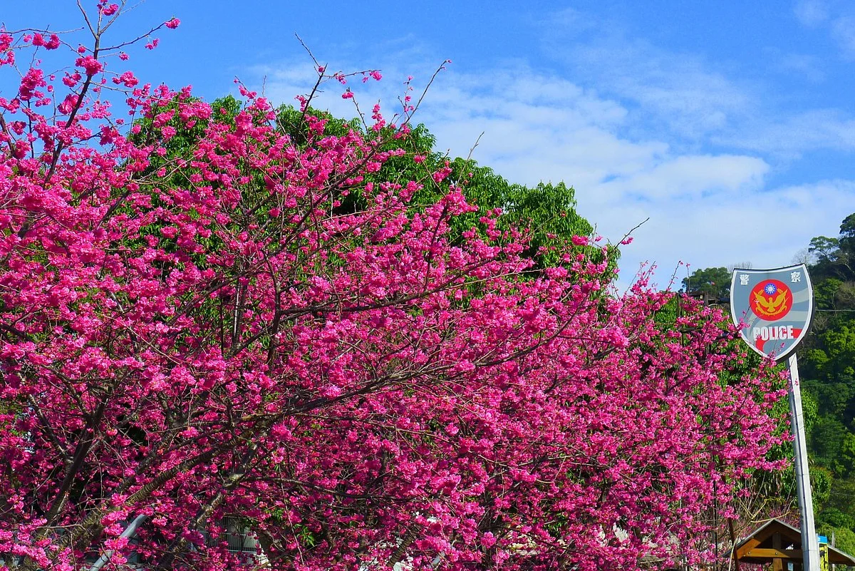 Cherry Blossoms at Taian Police Station