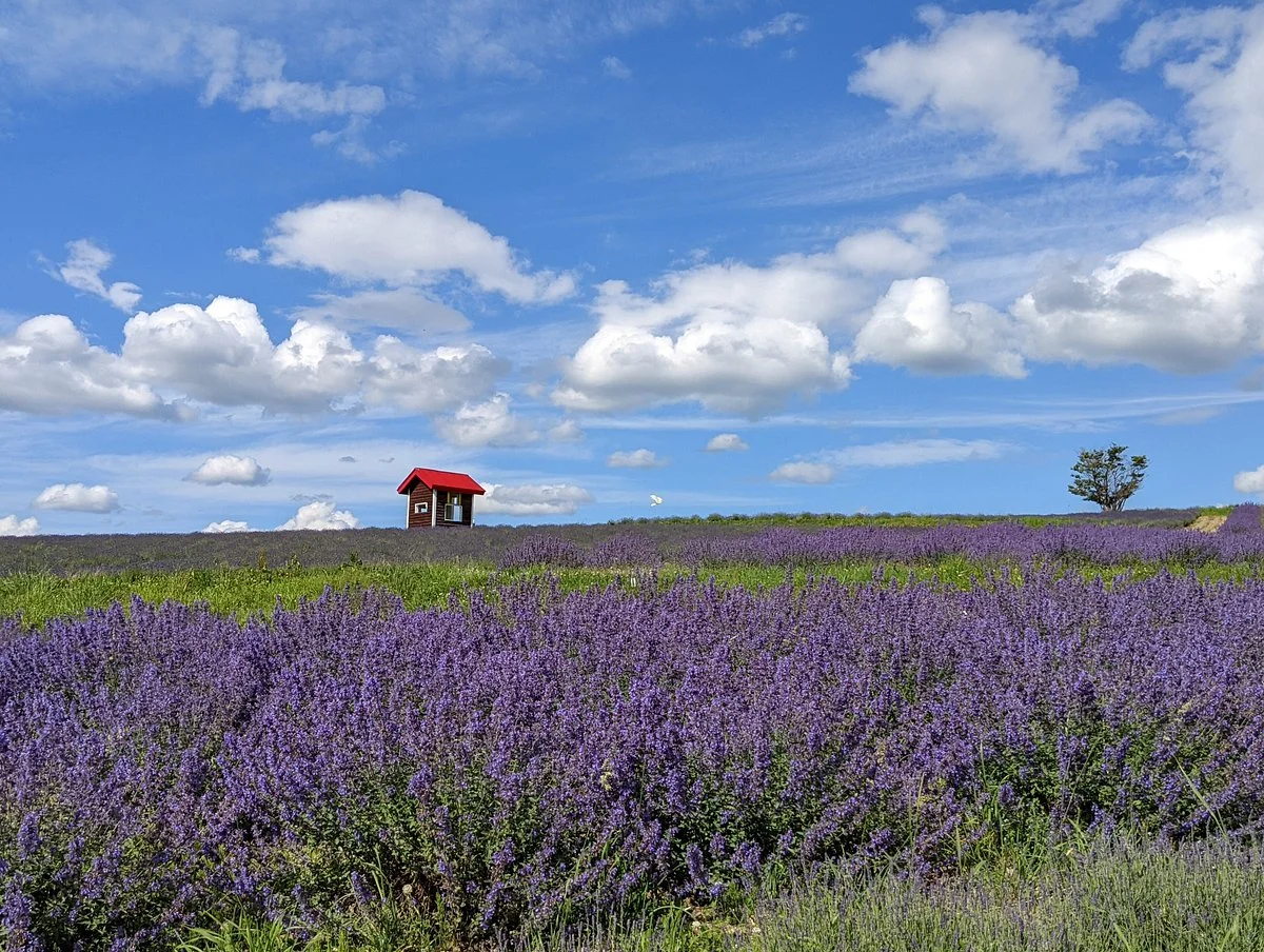 Hinode Lavender Garden
