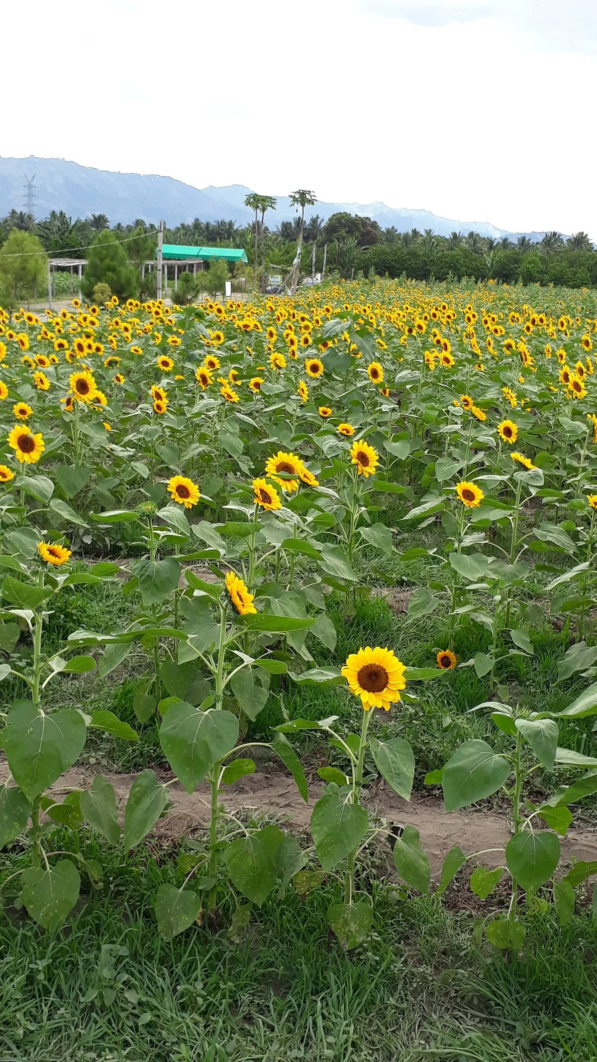 Mariano's Blooming Agri-Tourism Park