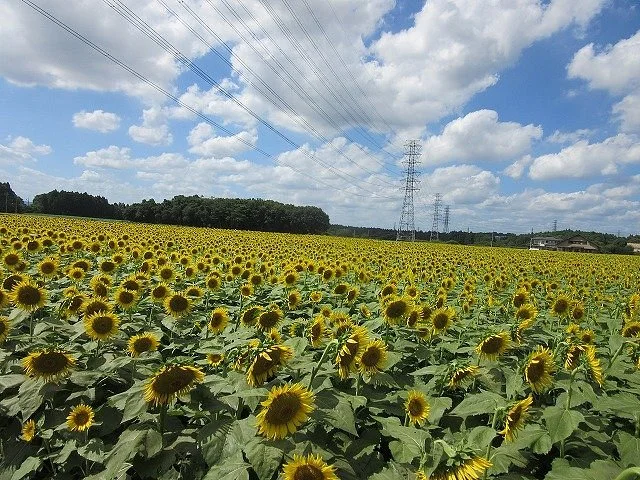 Naka Sunflower Festival