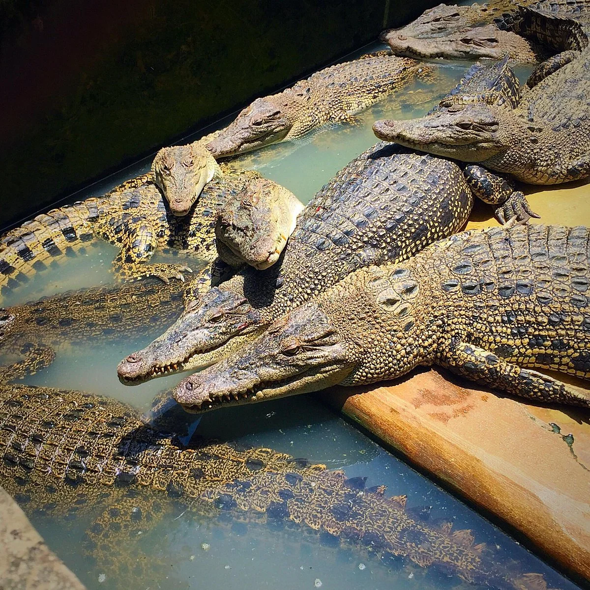 Asam Kumbang Crocodile Farm