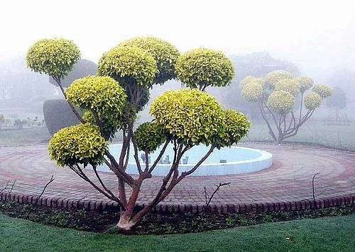 Rahat Park