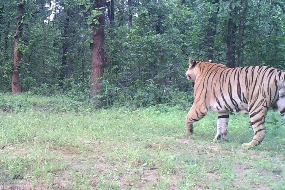 Sanjay National Park