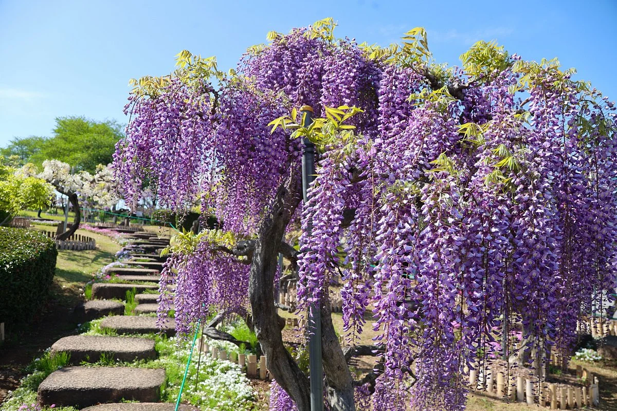 Fuji Fureaikan