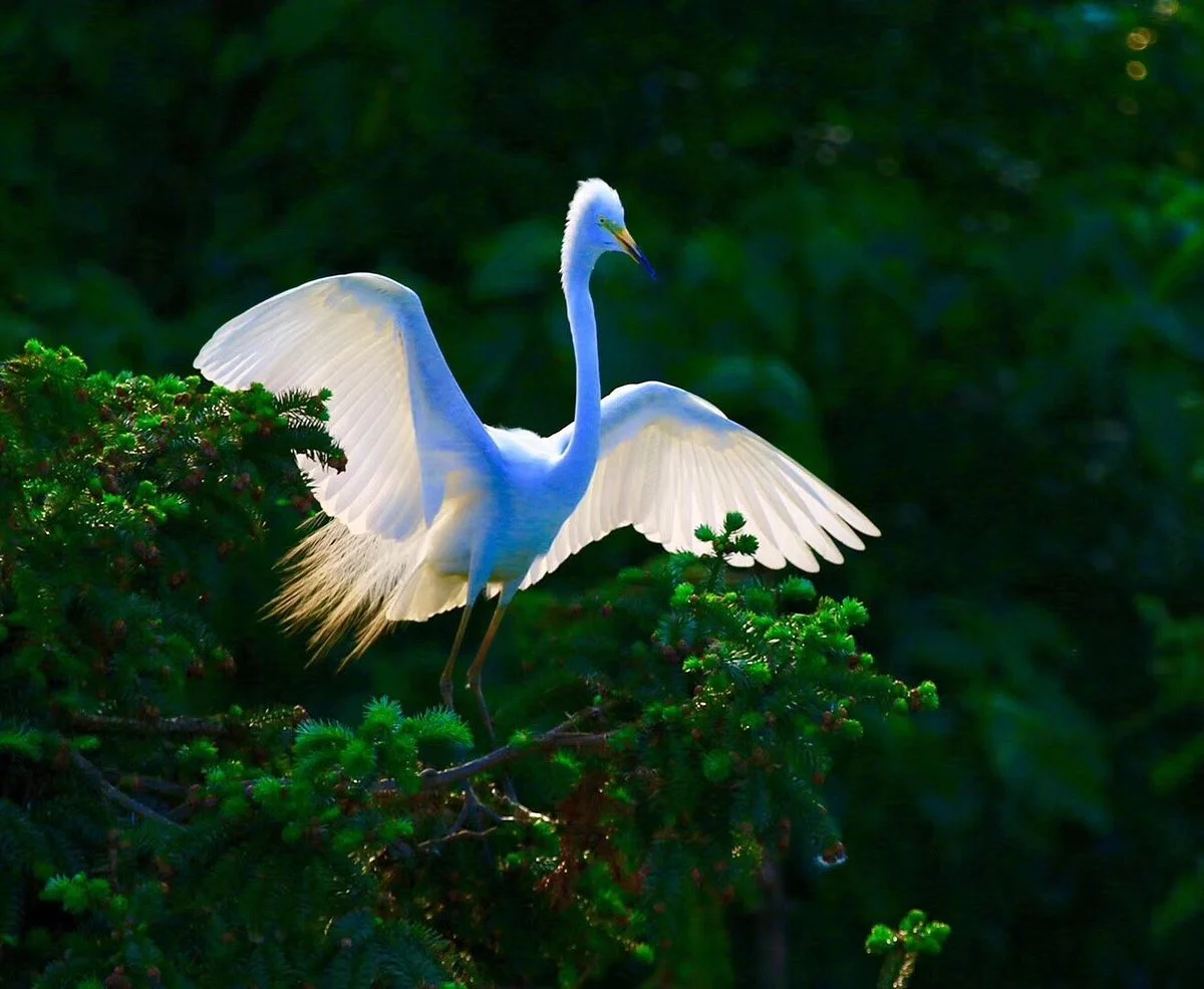 Egret Park