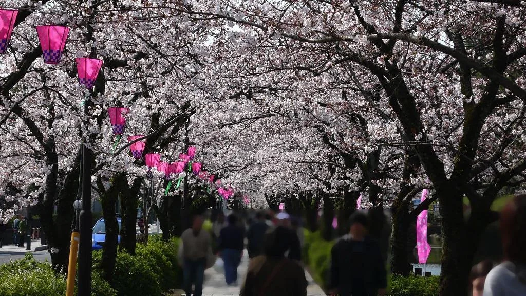 Odawara Cherry Blossom Matsuri