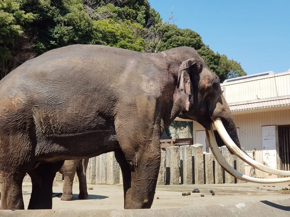 Kanazawa Zoo