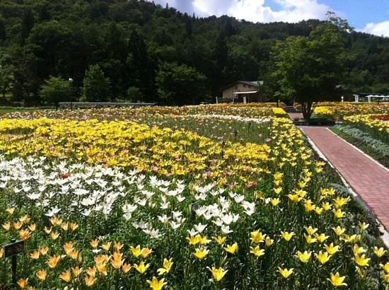 Iide Dondendaira Lily Garden