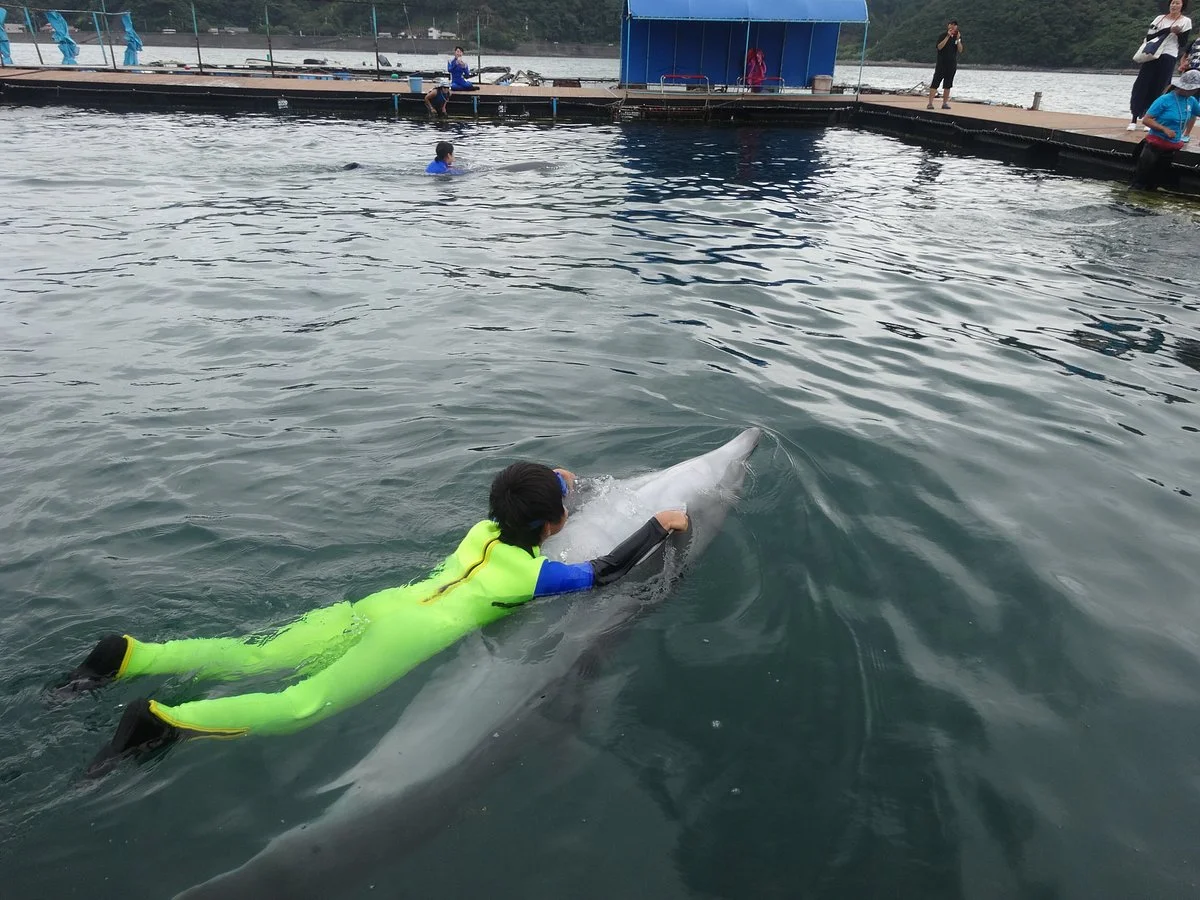Dolphin Base
