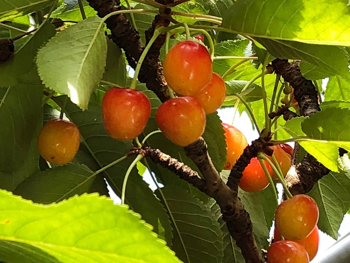 Mikami Fruits Garden