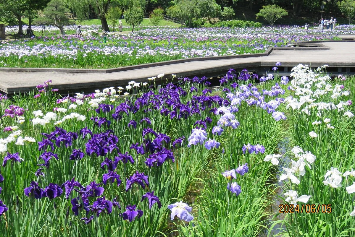 Yokosuka City Iris Flower Garden