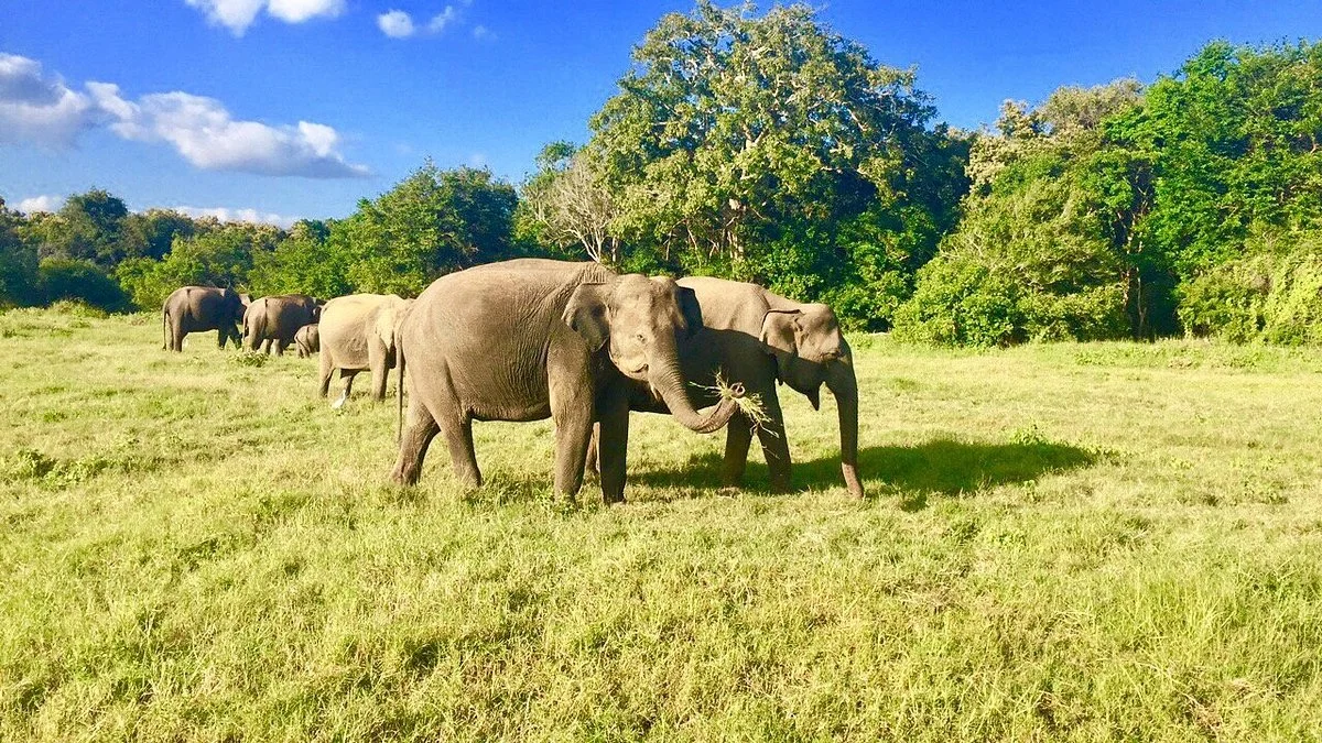 Kaudulla National Park