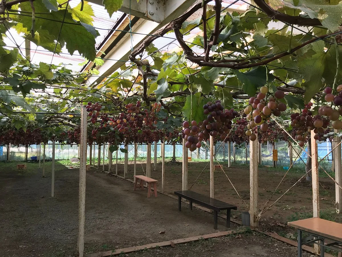 Kubota Farm