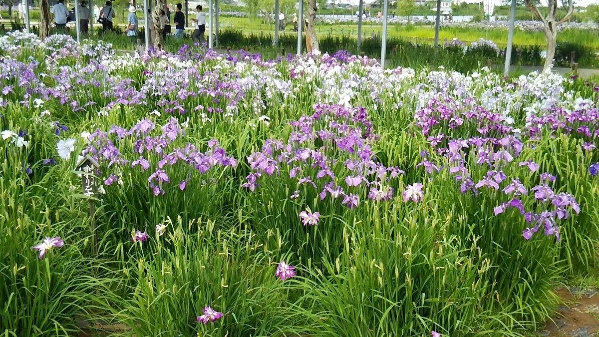 Suigo Sawara Iris Matsuri