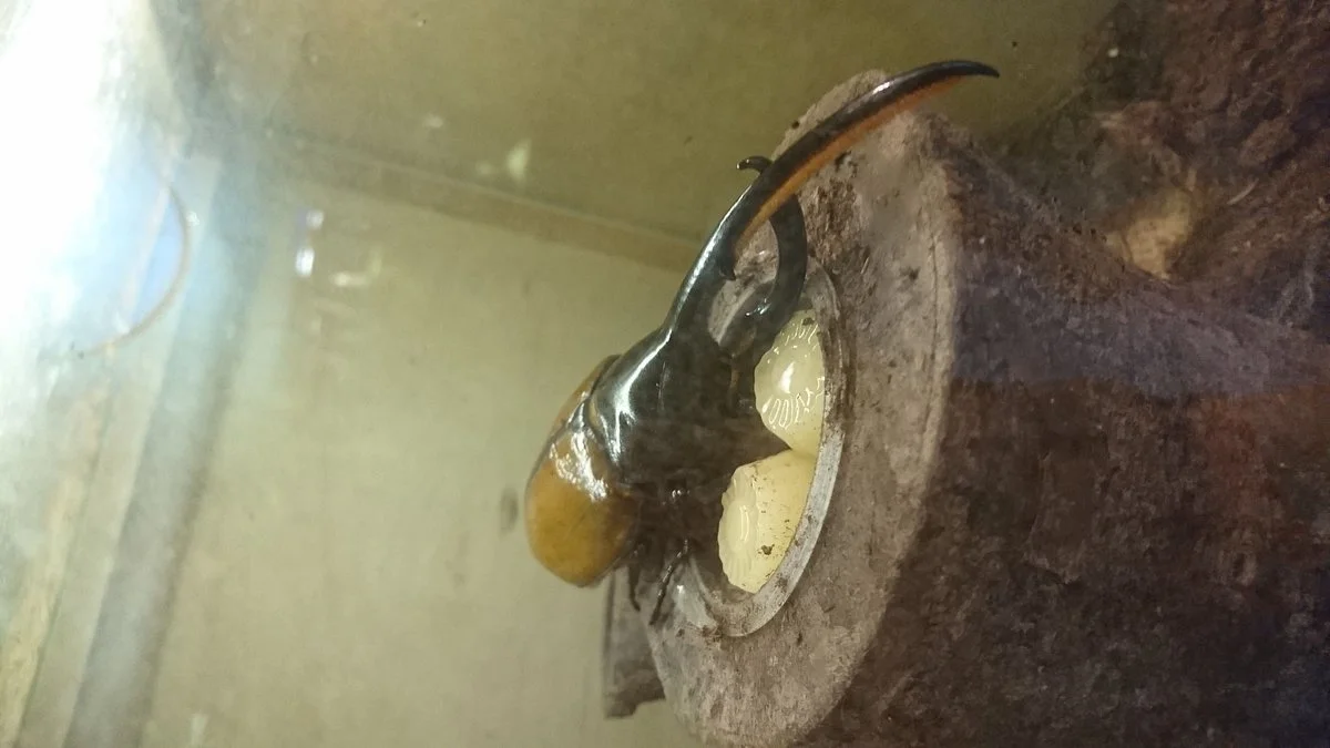Taiwan Insect Museum