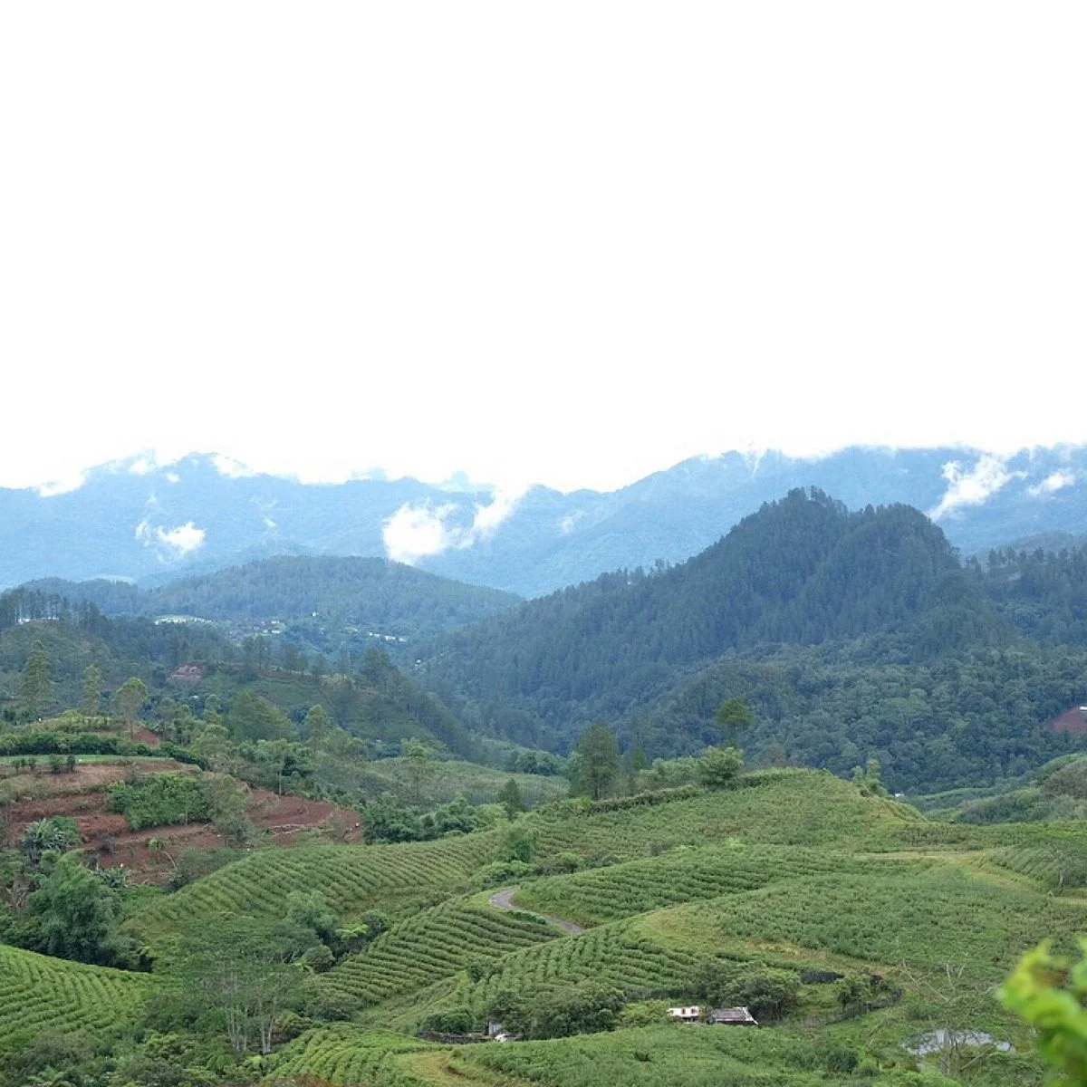 Malino Tea Plantation