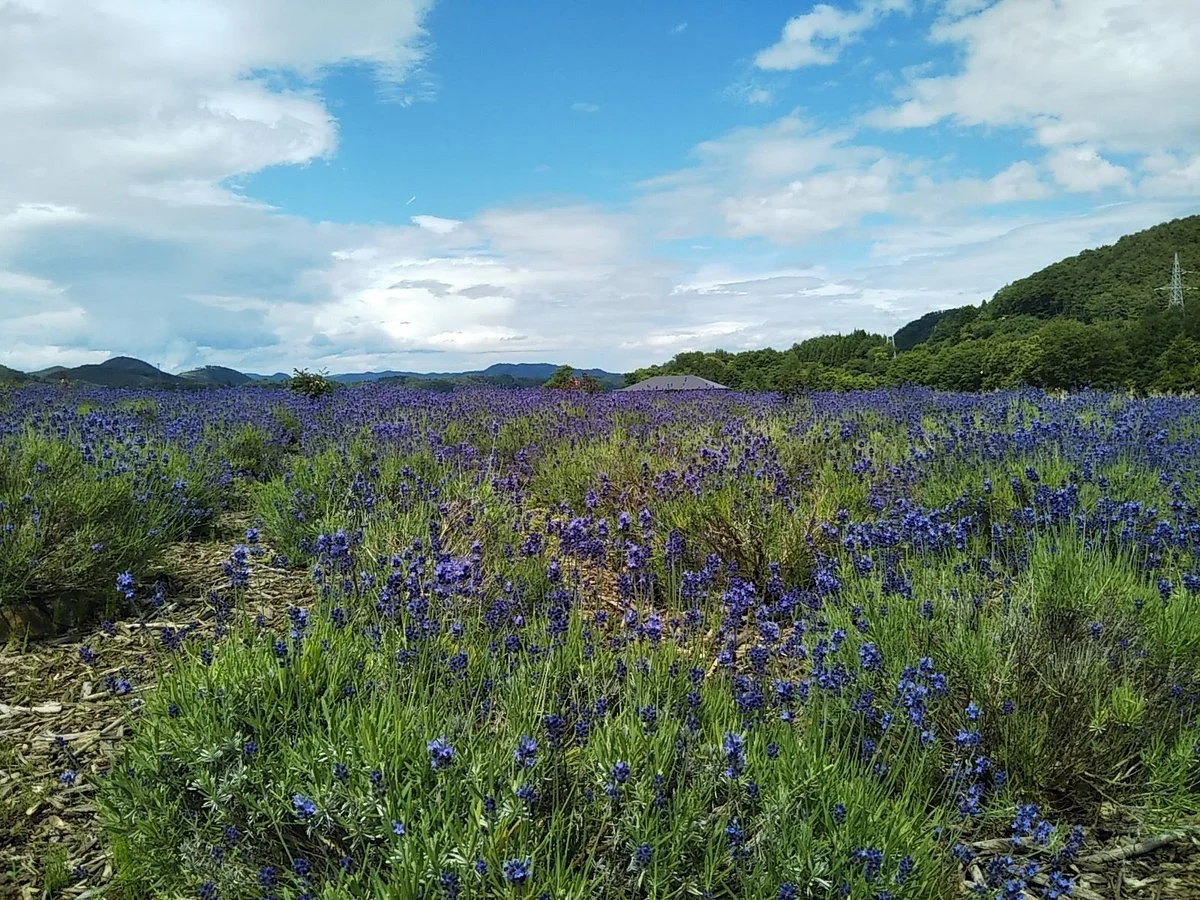Gosho Lake Park Choba District Orchards